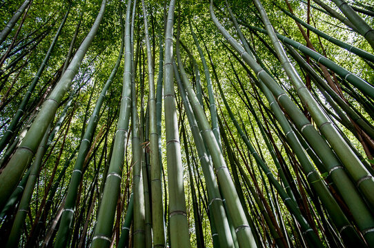 bamboo forest 