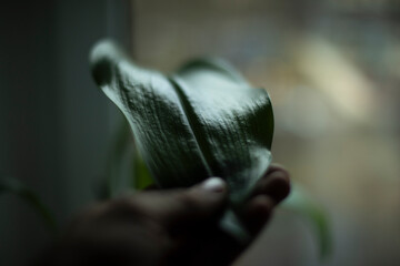 Green leaf of houseplant. House plant on window.
