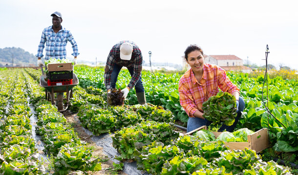Positive asian woman horticulturist gathering fresh lettuce on field with men co-workers.