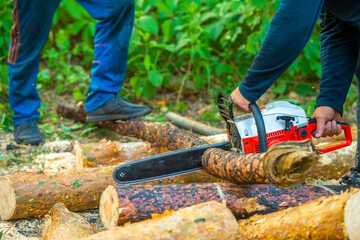 man sawing logs in the forest close-up