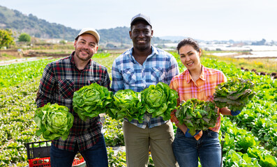 Three positive multiethnic gardeners, men and woman, standing on plantation with lettuce crop and smiling.