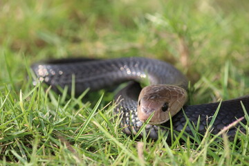 A spitting cobra called Naja sputatrix on a grass