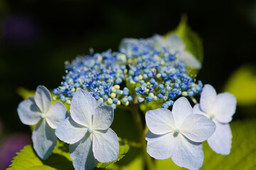 青い額紫陽花	
