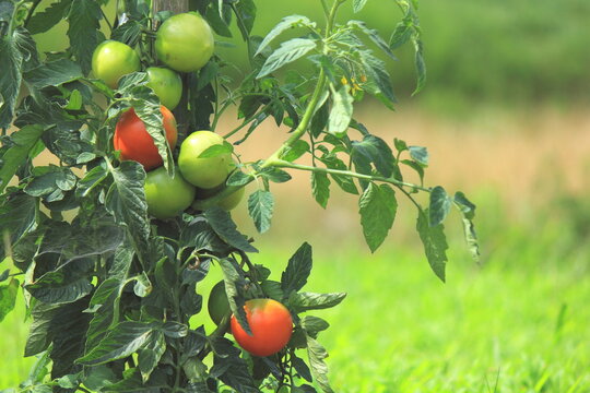 家庭菜園で作っているトマト