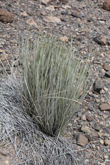 Candelilla at Big Bend Ranch State Park in Texas, 