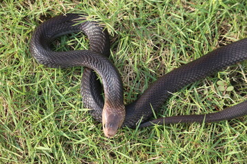 A Javan cobra called Naja sputatrix view from the top 