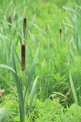 ガマの接写、ガマ科ガマ属の多年草の抽水植物