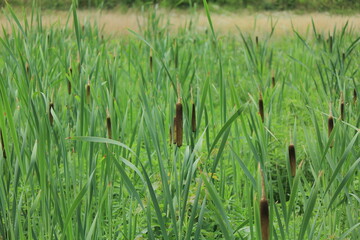 ガマの接写、ガマ科ガマ属の多年草の抽水植物