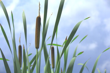 ガマの接写、ガマ科ガマ属の多年草の抽水植物