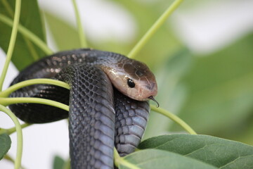 A small cobra called Naja sputatrix hanging on a leaves