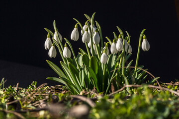 Snowdrops  (Galanthus plicatus) © dadalia