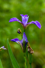 Blue Flag Iris in remote Minnesota bog