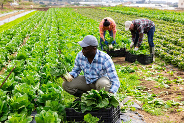 African american man working on chard plantation on spring day, picking organic vegetables. Seasonal harvesting work concept