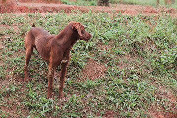 Brown dog