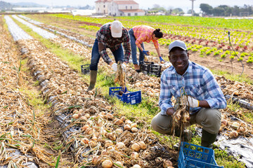 Portrait of cheerful male farmer gathering onion on agricultural field at vegetable farm