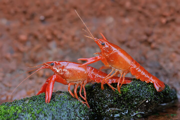 Two freshwater crayfish are resting on a mossy rock by the river. This aquatic animal has the...