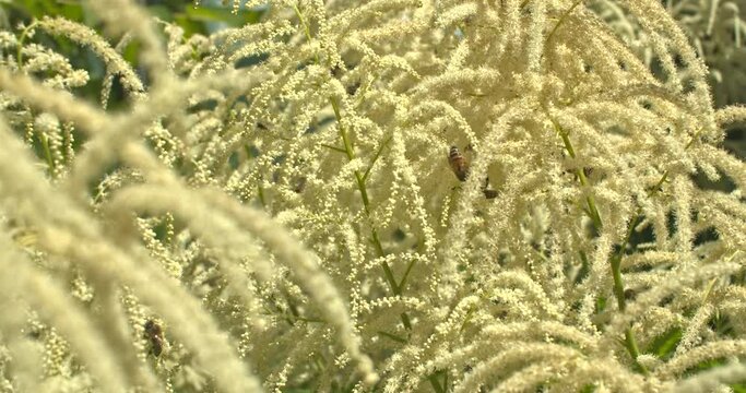 Bienen an der Bienenweide ein Gei&szlig;bart