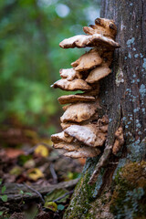 Fototapeta na wymiar a lot of mushrooms
