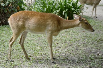 eld deer in wild nature