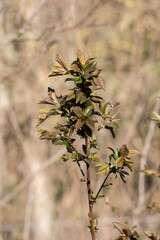 The olive (Olea europaea).