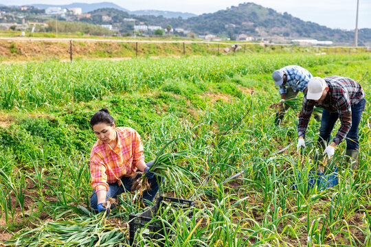 Three multiracial gardeners harvesting young garlic on field. Plantation workers gathering young garlic.