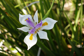 Close up of Single White African Iris Flower
