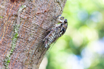 Cicada caught on a tree