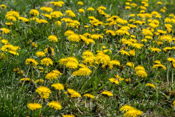 Dandelion  (Taraxacum officinale)