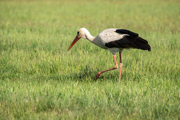 The Stork bird.(Ciconia ciconia)