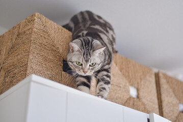 クローゼットの上に登ってイタズラをする猫