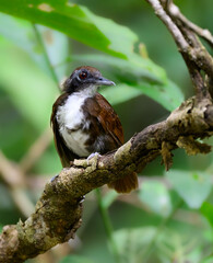 Bicolored Antbird sitting on tree branch on green background