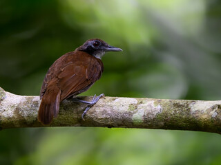 Bicolored Antbird sitting on tree branch on green background