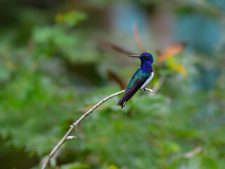 White-necked Jacobin  Hummingbird on green background, portrait