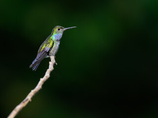 Blue-chested Hummingbird on green background, portrait
