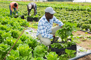 Naklejka na ściany i meble Skilled african american agricultural worker gathering crop of green chard on vegetable plantation during spring harvest ..