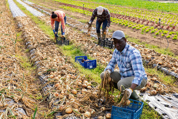 Multiethnic group of seasonal workers harvesting onion on vegetables field