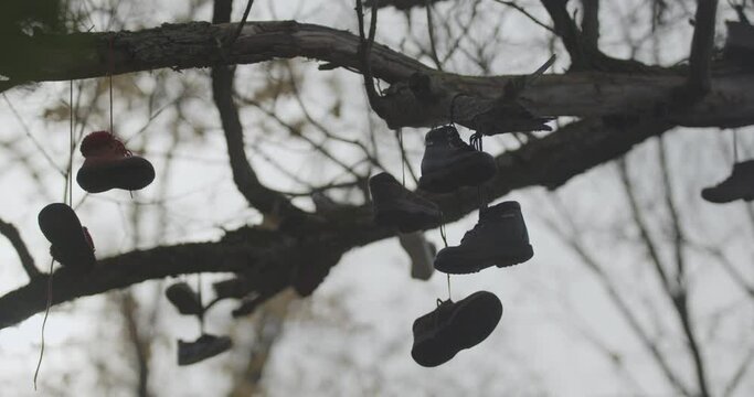 Selective focus view as camera slowly pans underneath foliage, to show many pairs of shoes hanging by laces from crooked branches of an old oak tree.