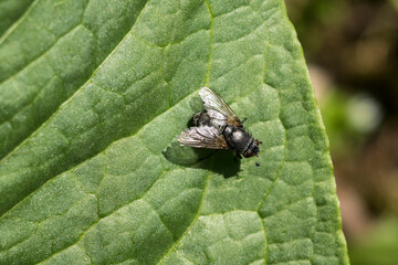 Fly.  (Galanthus plicatus)