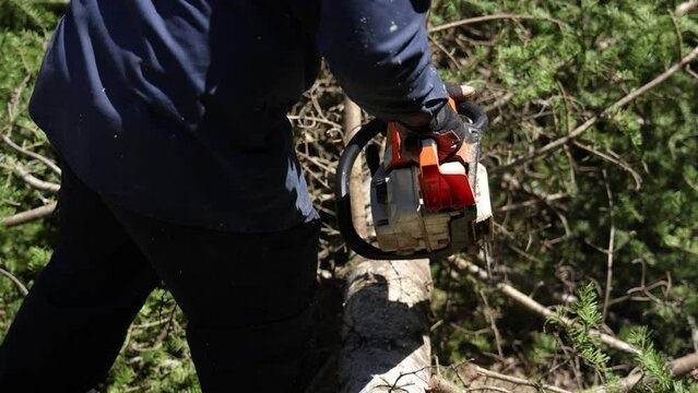 Closeup slow motion footage on the waist and arms of an arborist at work in woodland, using a mechanical chainsaw to trim branches from a felled tree.