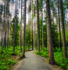 Obraz premium Spruces, pines and birches in the Karelian forest. Beautiful park. Road through the forest.