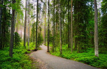 Fototapeta premium Spruces, pines and birches in the Karelian forest. Beautiful park. Road through the forest.