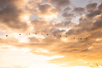 Pelicans in a line flying by a sunset sky