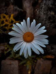 MARGARITA: blanca margarita del campo