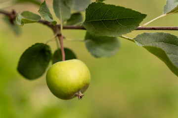 Green apple growing on a tree branch isolated on a green bokeh bg