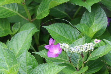 Fototapeta na wymiar 赤紫色のガクアジサイの花