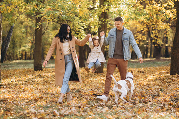 Naklejka na ściany i meble Happy young family walks and plays with a dog in the autumn park