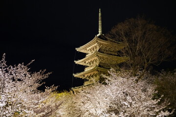 東寺の五重の塔と夜桜