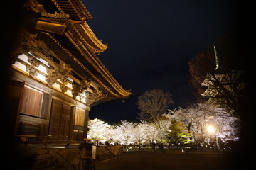 東寺の五重塔と講堂と夜桜