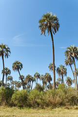 Fototapeta premium Butia yatay palm trees in El Palmar National Park, in Entre Rios, Argentina