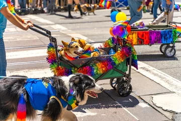 Poster Two corgis being carried in a cart at the Pride Parade. © Olga